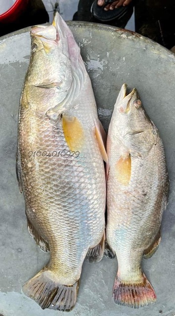 নদীর কোরাল